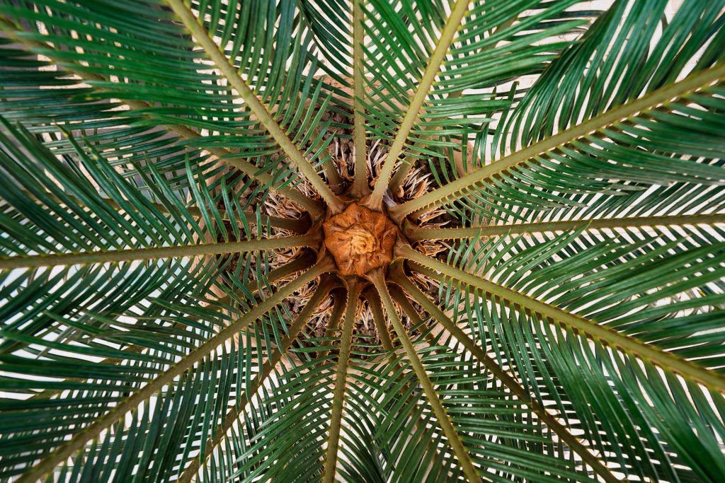 نصائح لاستخدام الزيوت بشكل صحي